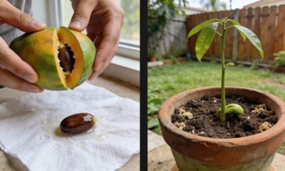 O erro comum que faz o caroço de manga demorar meses para brotar