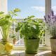 3 plantas "anti-mosquitos" que deixam sua casa livre de insetos sem usar produtos químicos