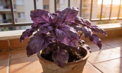 Esse manjericão roxo mudou meu jeito de cuidar da terra e de mim