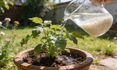 Colocar água de arroz na terra das plantas: para que serve e quais os benefícios