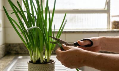 Plante cebolinha infinita com sobras da cozinha: o truque de vaso que funciona até na janela do apartamento