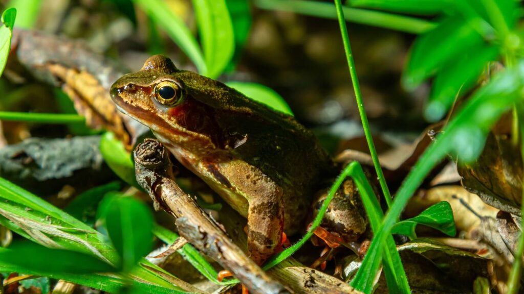 O que significa quando o jardim se infesta com sapos