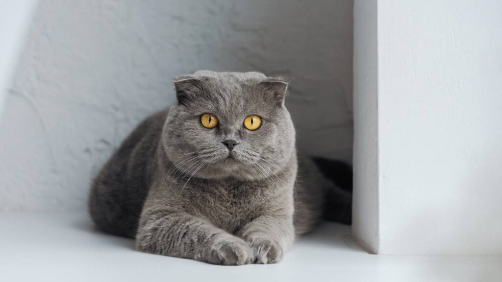 O que significa quando o gato empurra objetos de cima da mesa
