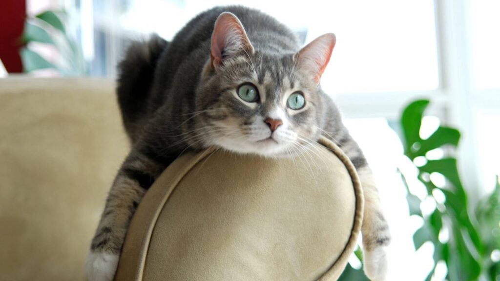 Erros comuns ao cuidar de gato que explicam estresse, agressividade e mudanças de hábito