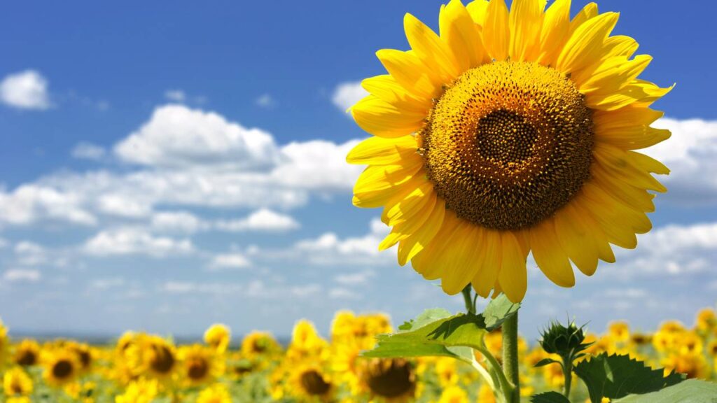 Como germinar semente de girassol de forma simples mesmo para quem nunca plantou