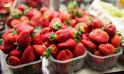 Com técnicas naturais, o cultivo de morango em vaso pode render frutas saudáveis