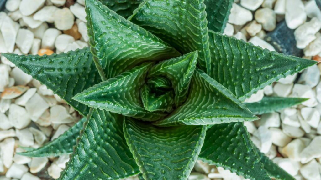 A planta pequena que decora o apartamento quase sem dar trabalho e é muito resistente