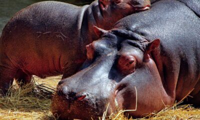 Você sabe qual o feminino de hipopótamo?