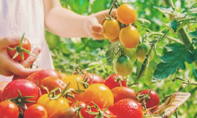 Como fazer uma horta pequena no quintal e ter fartura de verduras o ano inteiro