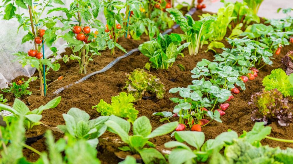 Como fazer uma horta pequena no quintal e ter fartura de verduras o ano inteiro