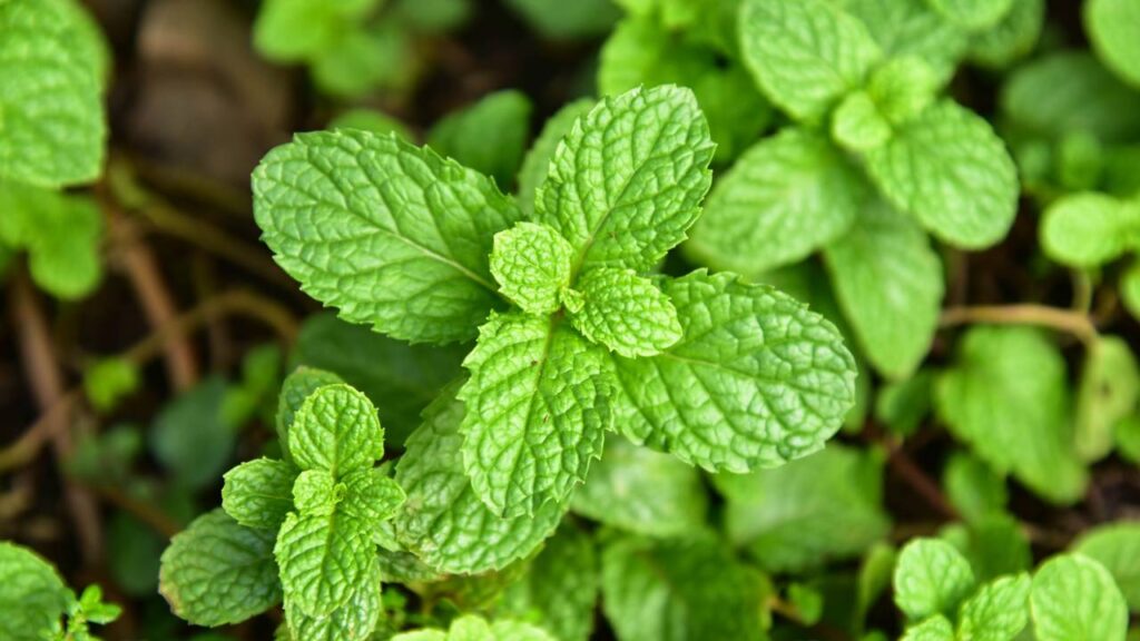 Essa planta muda o ar do ambiente e incomoda visitantes indesejados
