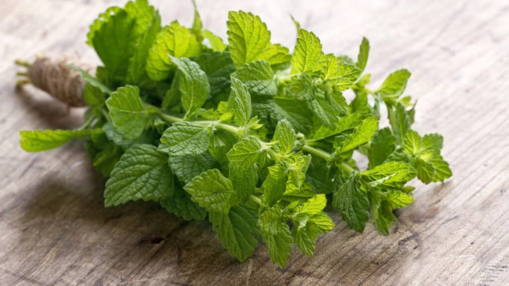 5 dicas importantes para cultivar hortelã em casa sem erro e manter a planta sempre forte