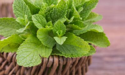 5 dicas importantes para cultivar hortelã em casa sem erro e manter a planta sempre forte