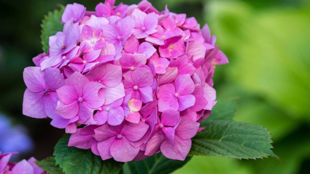 Hortênsia cresce bem na sombra e pode florir com cores intensas