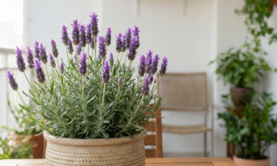 Quanto custa uma Lavanda e por que o preço muda tanto do vasinho simples até a planta grande pronta pra decorar