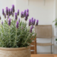 Quanto custa uma Lavanda e por que o preço muda tanto do vasinho simples até a planta grande pronta pra decorar