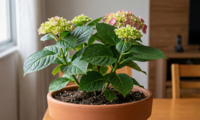 Como plantar hortênsia gastando melhor mesmo sem ter experiência e sem cair em arranjos que encarecem tudo