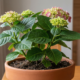 Como plantar hortênsia gastando melhor mesmo sem ter experiência e sem cair em arranjos que encarecem tudo