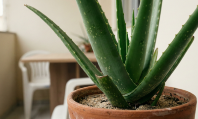 Como manter babosa bonita e saudável em casa mesmo gastando pouco todo mês
