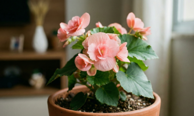 A begônia que floresce o ano todo, custa pouco por mês e é perfeita para quem quer beleza sem gasto alto