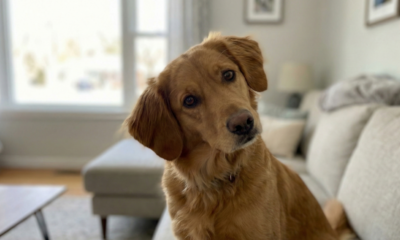 Esse hábito simples dos nossos cãezinhos causa muita curiosidade nos donos de pet