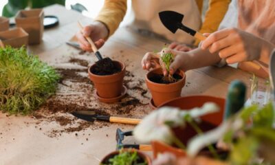 6 dicas de jardinagem para iniciantes que facilitam o cuidado e evitam erros comuns com as plantas