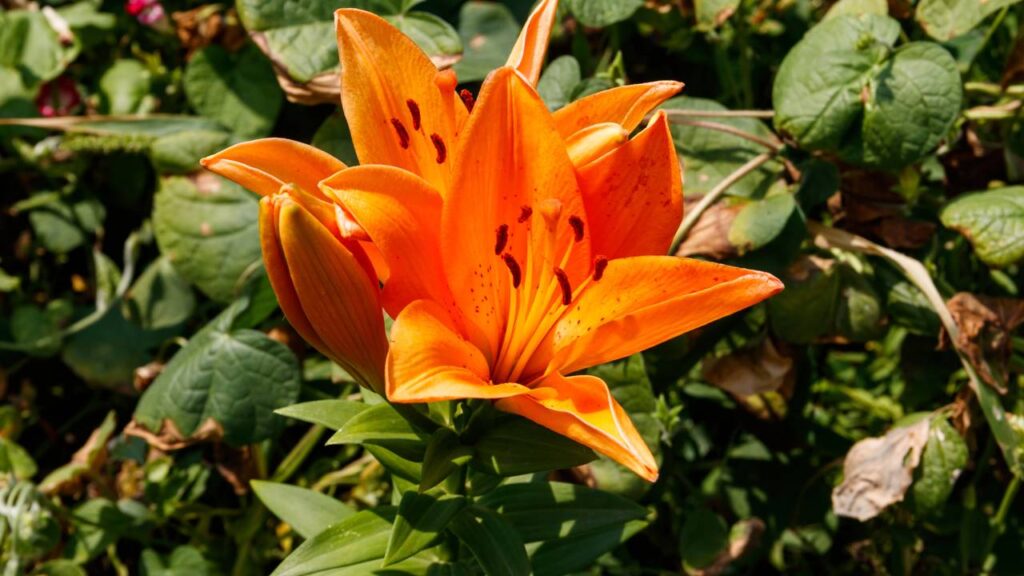 Adeus flores “de supermercado”: ter um lírio oriental em casa custa pouco e entrega perfume