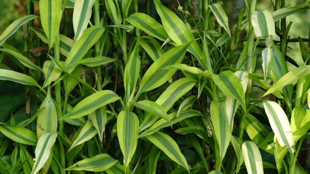 Em condições favoráveis, o Bambu da Sorte pode crescer até 50cm em 6 meses - Créditos: depositphotos.com / wisely