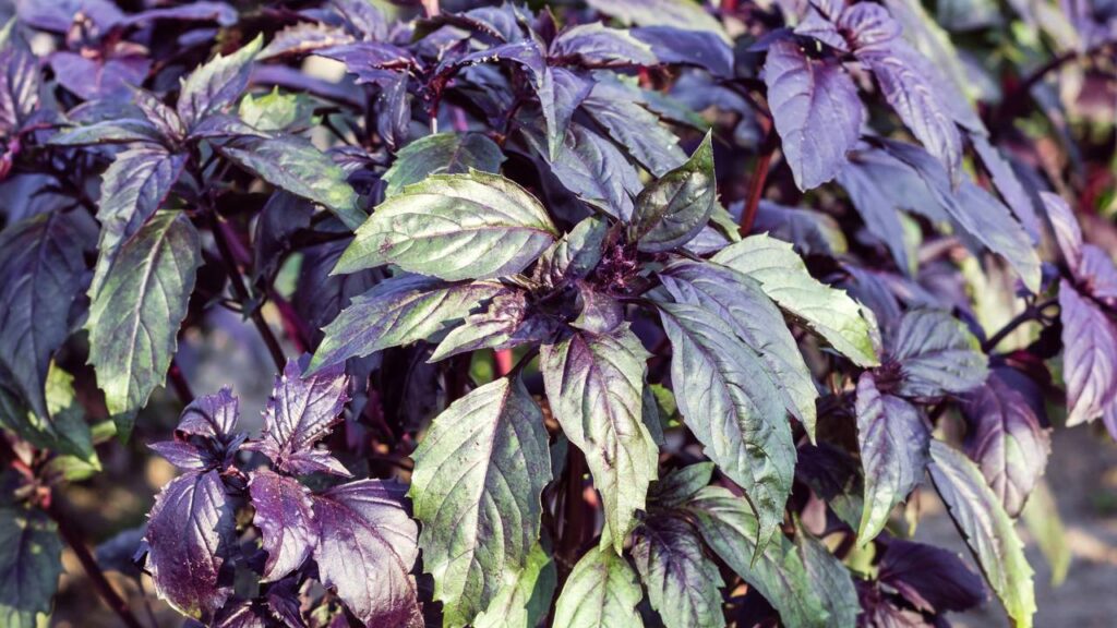 Esse manjericão-roxo ajuda a afastar moscas e ainda perfuma a cozinha