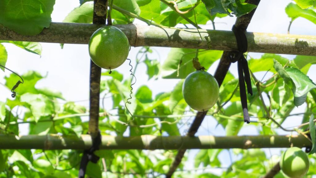 Esse cuidado no cultivo do maracujá-amarelo ajuda a manter pragas longe