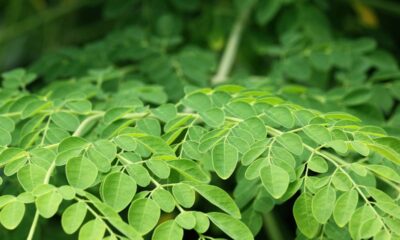 Esse jeito de plantar moringa ajuda a aproveitar melhor as folhas