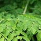 Esse jeito de plantar moringa ajuda a aproveitar melhor as folhas