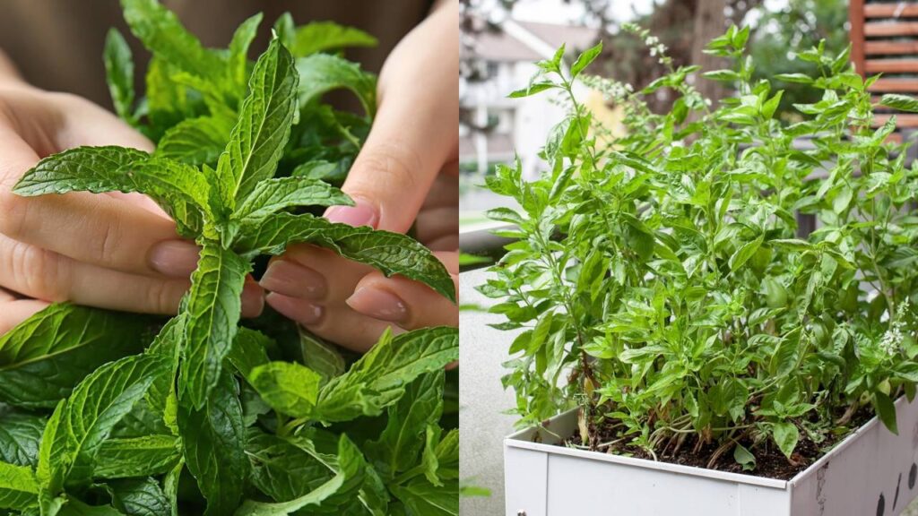 Moscas aparecem com frequência em casa? Essas plantas podem ajudar no dia a dia