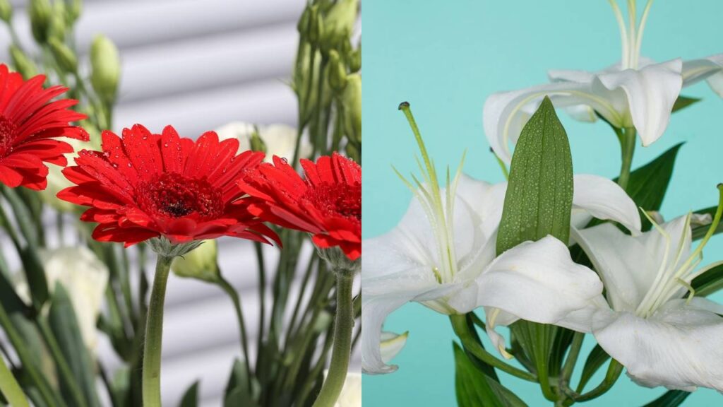 Essas 2 flores deixam o banheiro mais bonito e com cheiro agradável