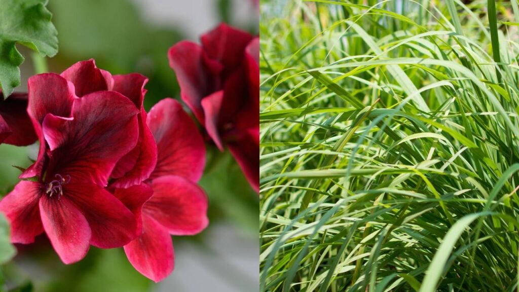 Gerânio e capim-limão viraram aliados contra pernilongos em áreas internas