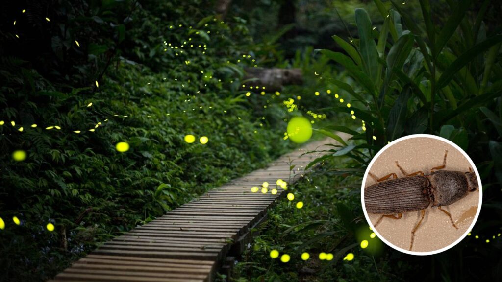 Esse inseto só aparece em noites específicas e chama muita atenção