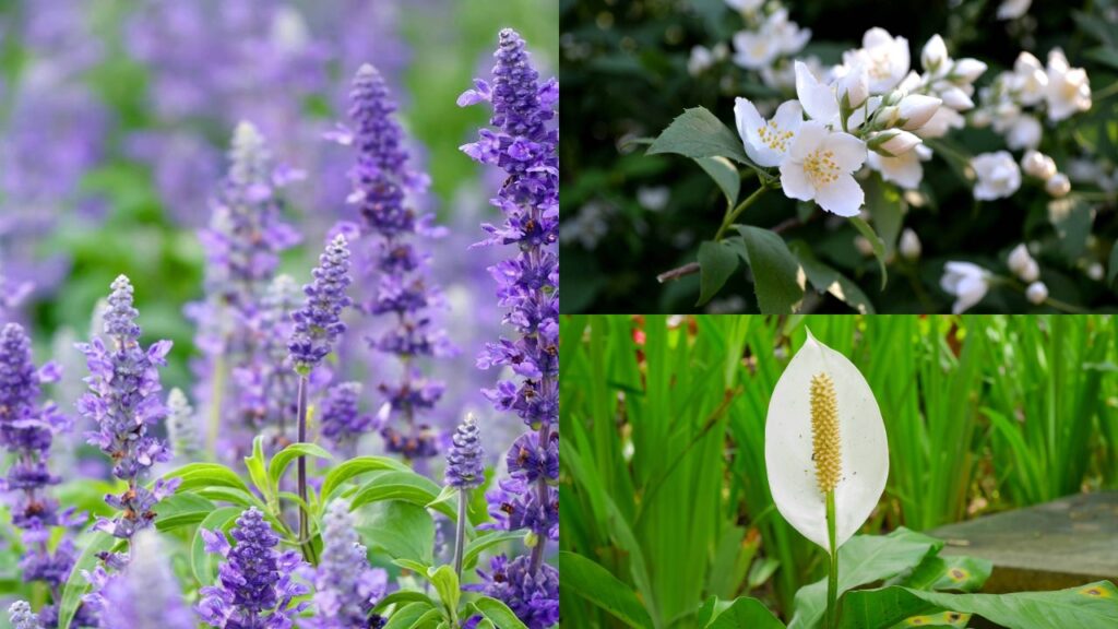 3 flores que trazem sensação de calma e paz para o ambiente
