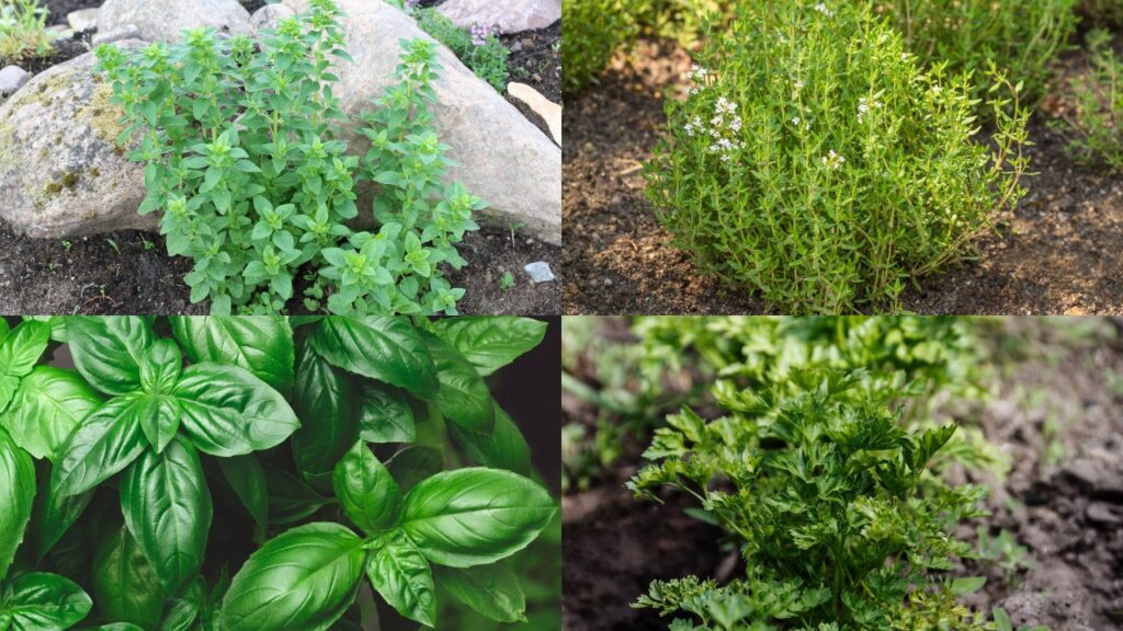 4 plantas que afastam pragas e ainda servem para temperar receitas