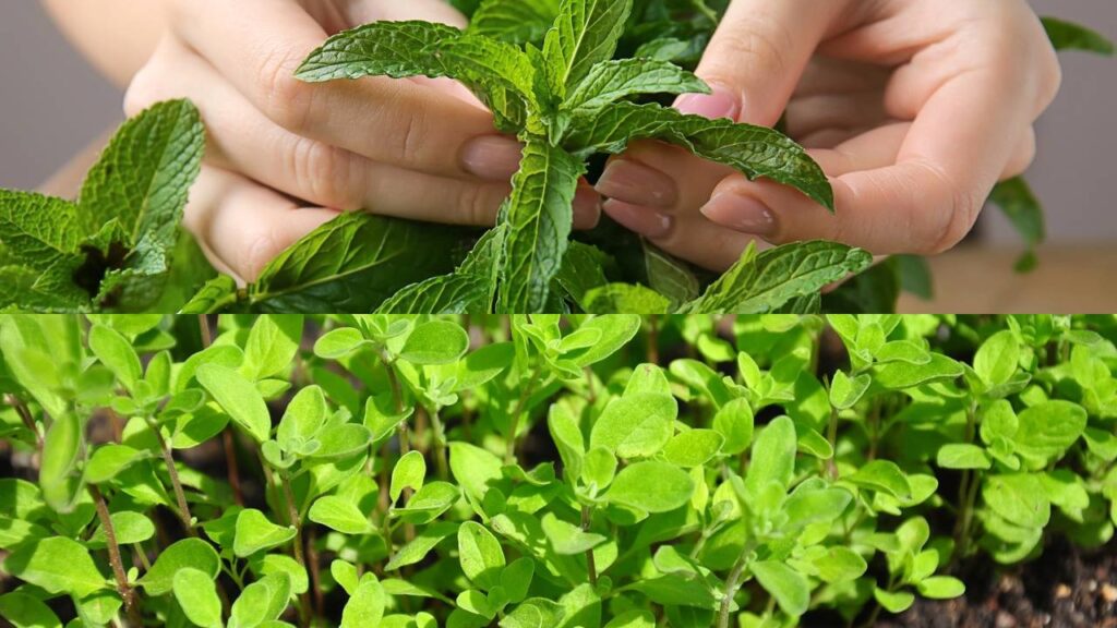 Se as formigas insistem em aparecer, essas plantas aromáticas podem virar grandes aliadas