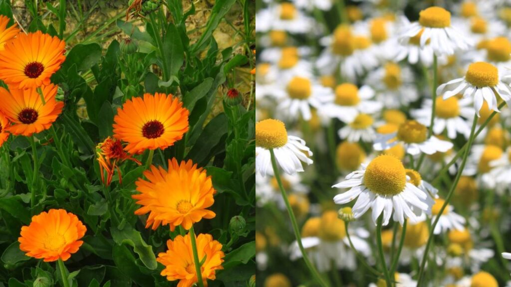 Essas plantas ajudam a reduzir pragas no jardim e mantêm o solo saudável por mais tempo