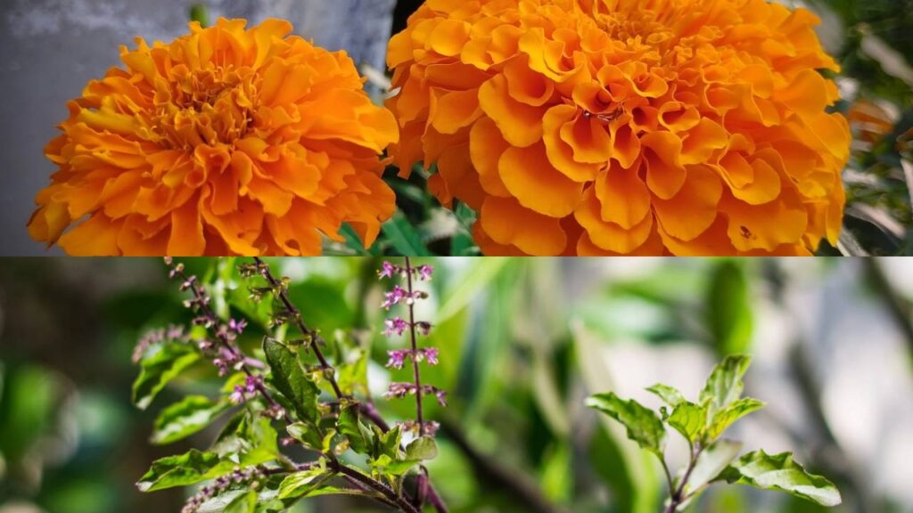 Essas plantas afastam pragas do jardim e ainda dão um toque rústico cheio de charme