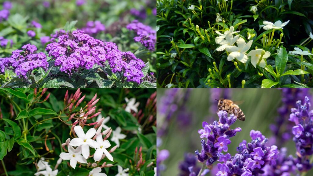 5 flores que florescem o ano inteiro e perfumam o quintal mesmo com poucos cuidados