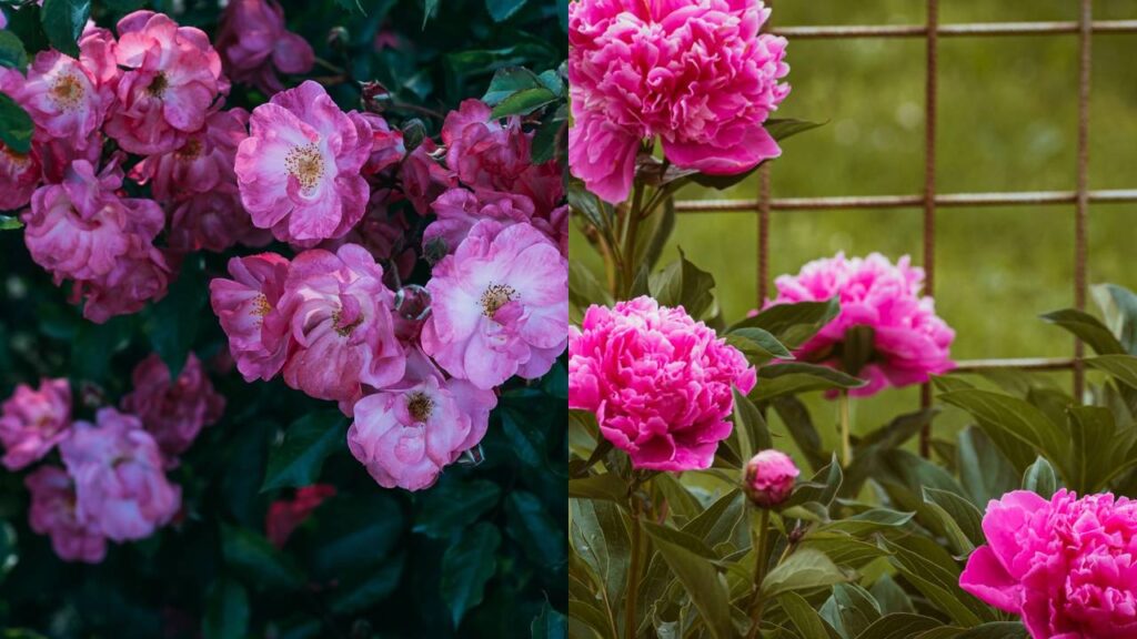 Essas flores transformam qualquer espaço em um cantinho romântico e acolhedor