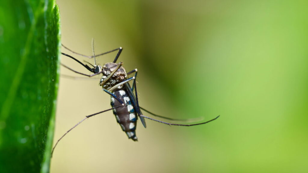 Adeus mito do sangue doce: entenda por que suor, calor e roupa escura atraem mosquitos