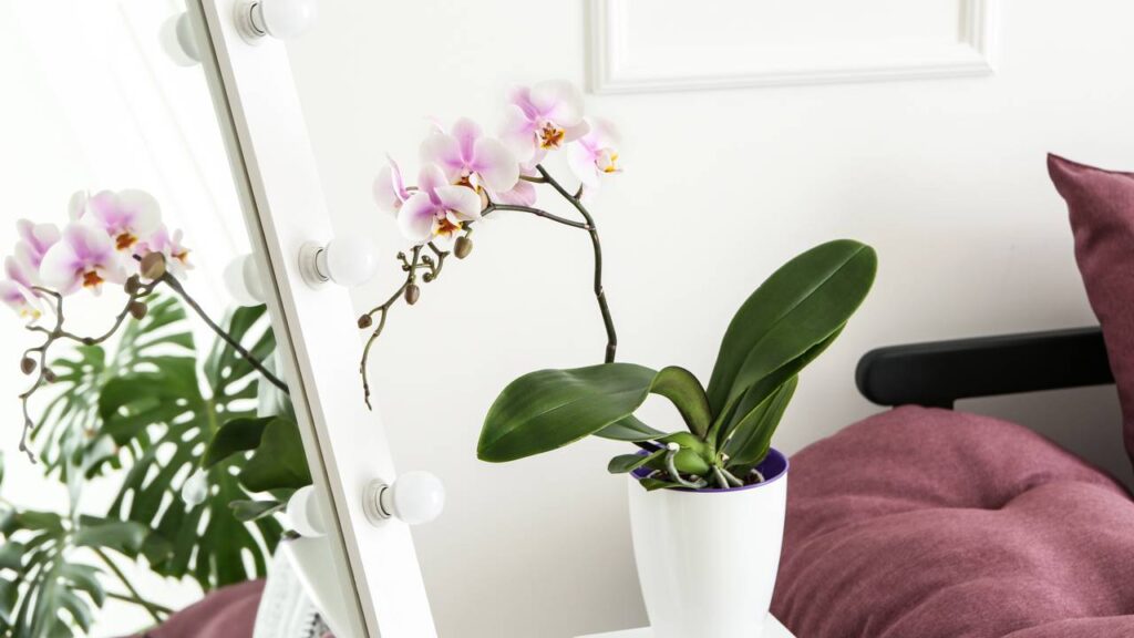 Essa orquídea resolveu florescer justamente no dia em que eu fazia aniversário