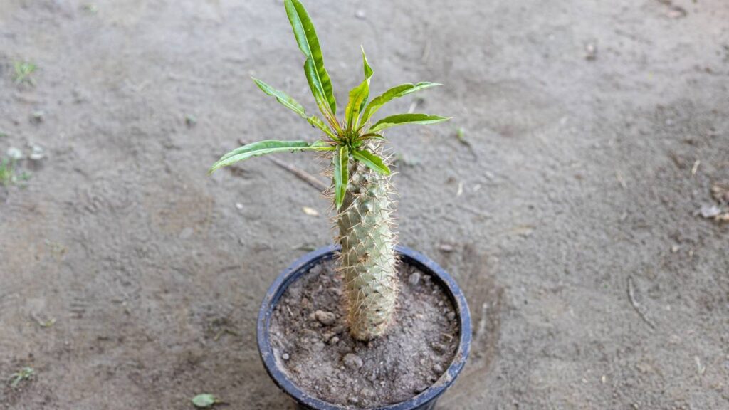 Três plantas que quase não precisam de cuidados e melhoram a decoração da casa