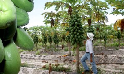 Pé de mamão produz em quanto tempo? Saiba quando começam a surgir os primeiros frutos