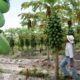 Pé de mamão produz em quanto tempo? Saiba quando começam a surgir os primeiros frutos