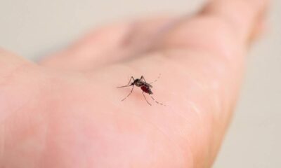 O que significa quando o pernilongo some durante o dia