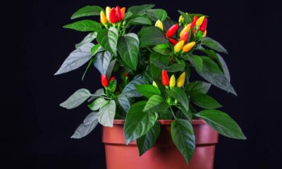 Como plantar e cuidar da pimenta em vaso para produzir bem o ano inteiro